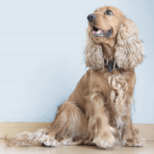 Shiny & Healthy Dog Grooming