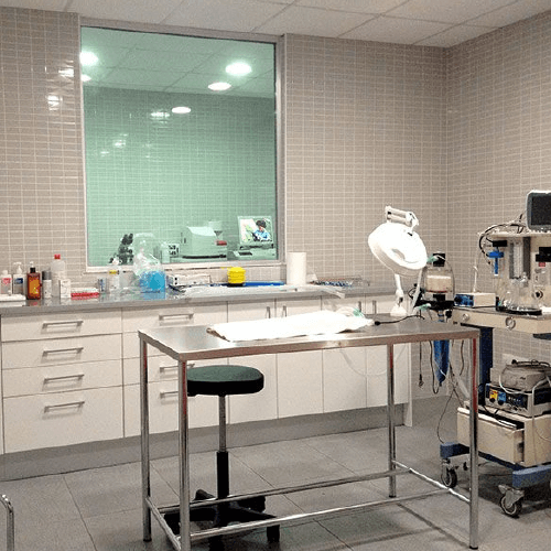 Dog Grooming in Southampton